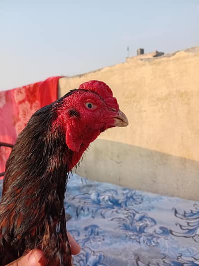 high quality madipara aseel murgha