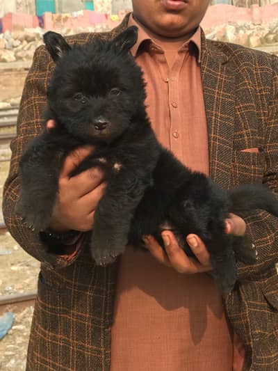 black Shepherd long coated puppy available
