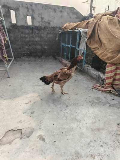 aseel murgi for sal ha