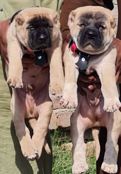 Kangal | Turkish Kangal | original Kangal dog | Kangal puppies pair