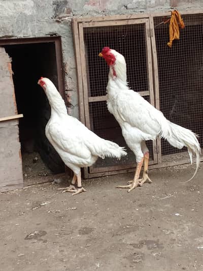 shamo pair long height