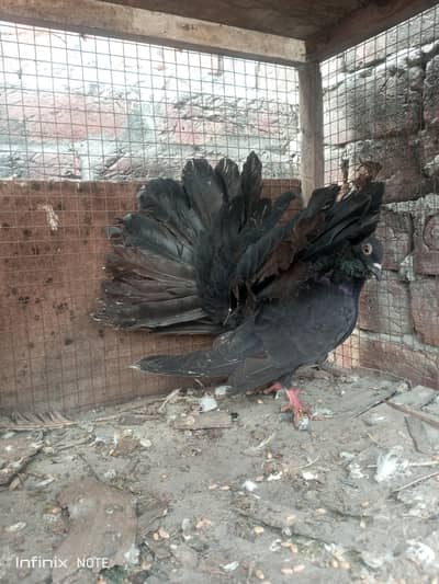 English fantail pigeon For sale