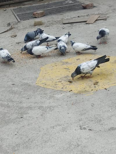 high flying piegon for sale