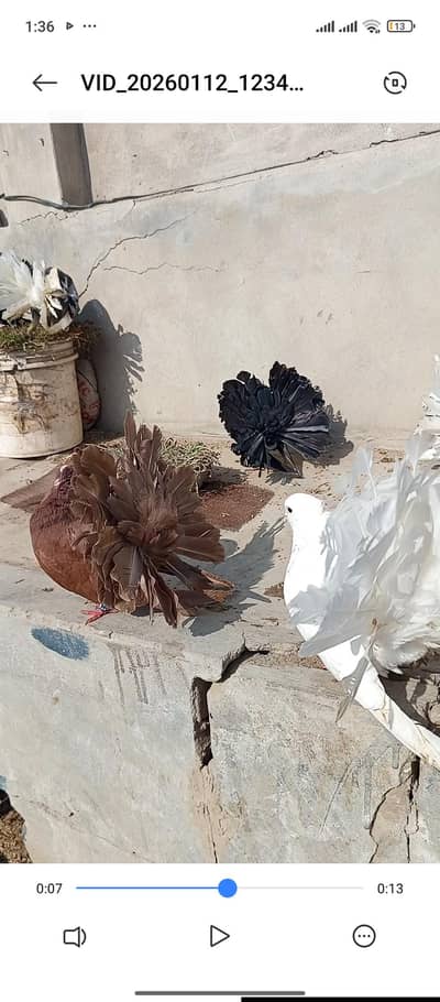 shop kepir add sy dor rhy