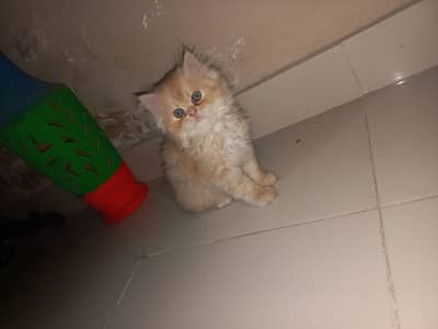 3 kittens 2 female and 1 male