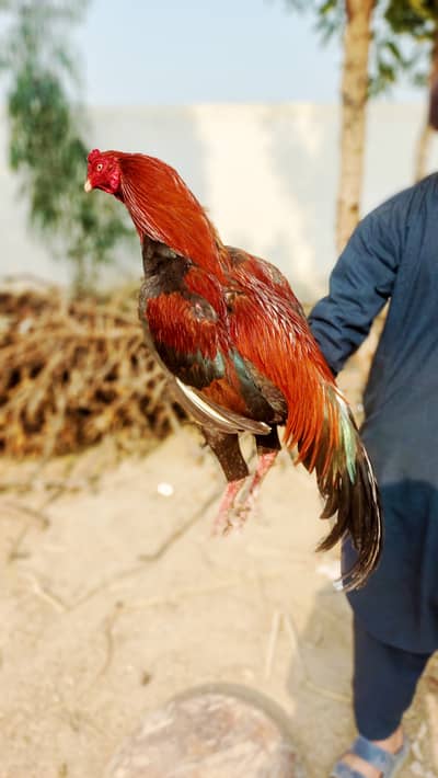 Beautiful aseel murgh