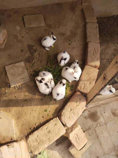 8 rabbits baby 1 month age