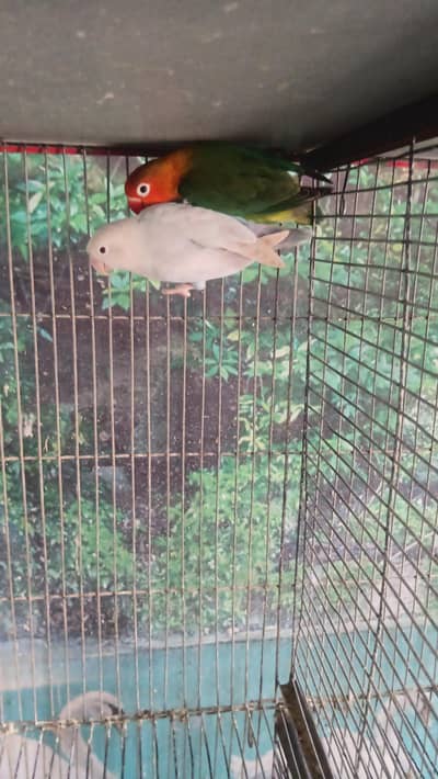 love birds diffrent mutation breeder pair availab