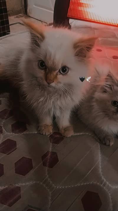 1.5 Month Himaliyan Kittens Pair Triple Coat Orignal Breed