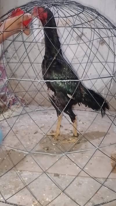 Pure Aseel Muskha Lakha murga 03364578464