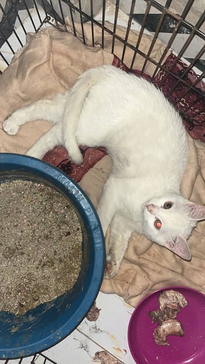 Turkish Angora kitten four month