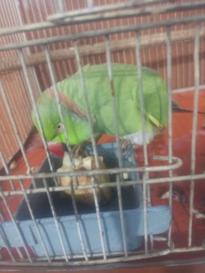 ring nik meel 2 sal se zayda he  bolta he  magr me ne zyada tawajha nh