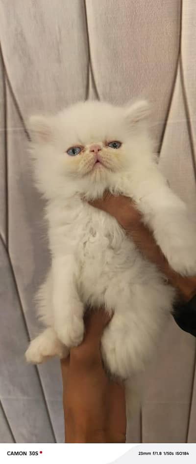 Fluffy kittens/ Cat babies/  Cute kittens