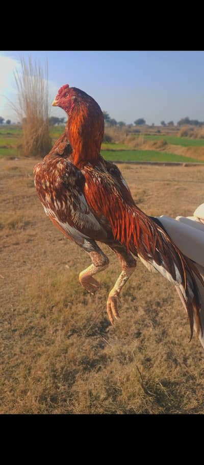 Aoa Patha Available For sale