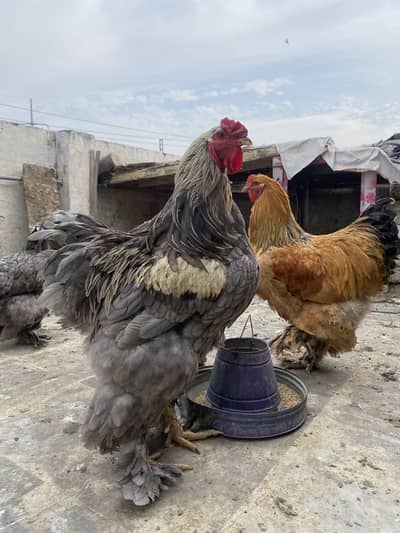 Fancy eggs available| zoonique pets