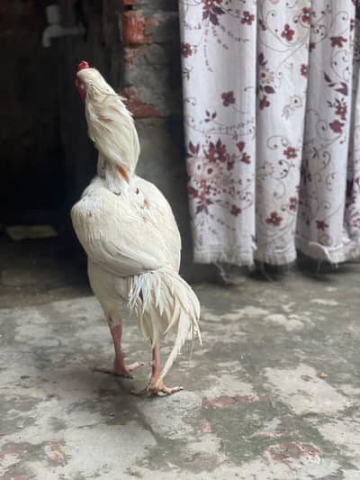 Aseel Heera Choras naliyan