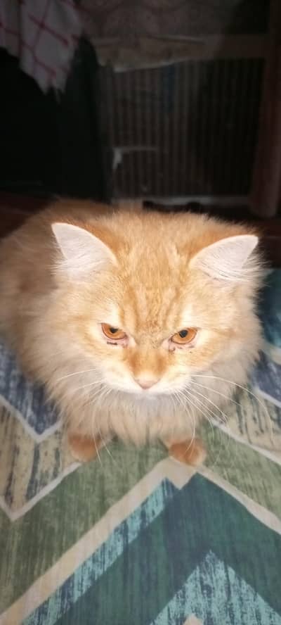 Persian cat for sell rare orange color