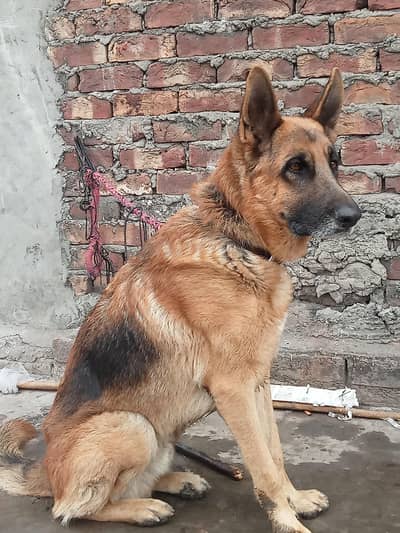 For sale argrnt kisi ko chye ho to rapta kar lain