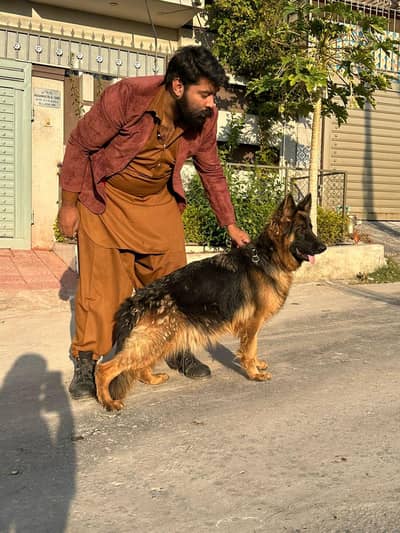 I want to sale my long coat pedigree German shepherd female
