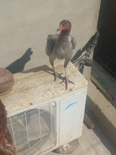 PURE ASEEL SALETA MURGE.