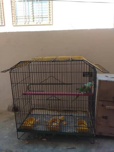 cage for pahari parrot