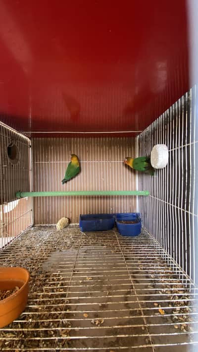 Lovebirds for sale with cage and breading box