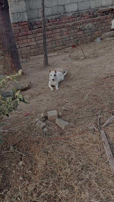 Beautiful White Pista Color Sheed Dog – Guard & aggressive