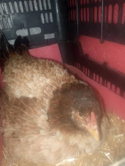 aseel breeder madi with 12 eggs