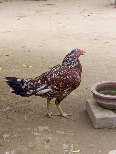 Pure Aseel Cheeni Female