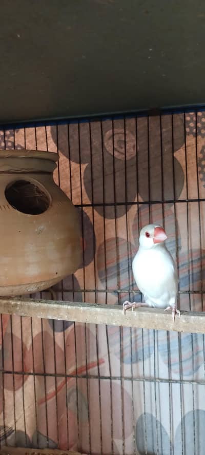 Fawan/Opal Java pairs