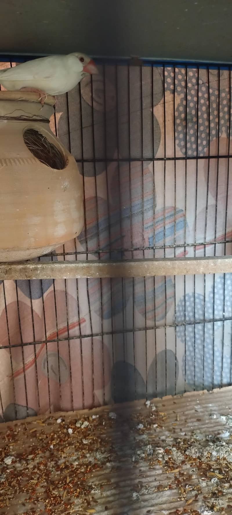 Fawan/Opal Java pairs 1