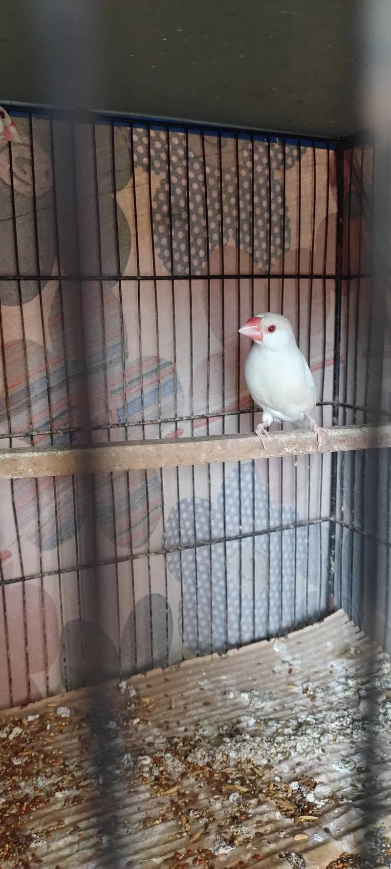 Fawan/Opal Java pairs 2