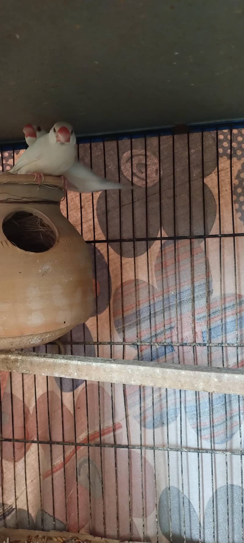 Fawan/Opal Java pairs 4