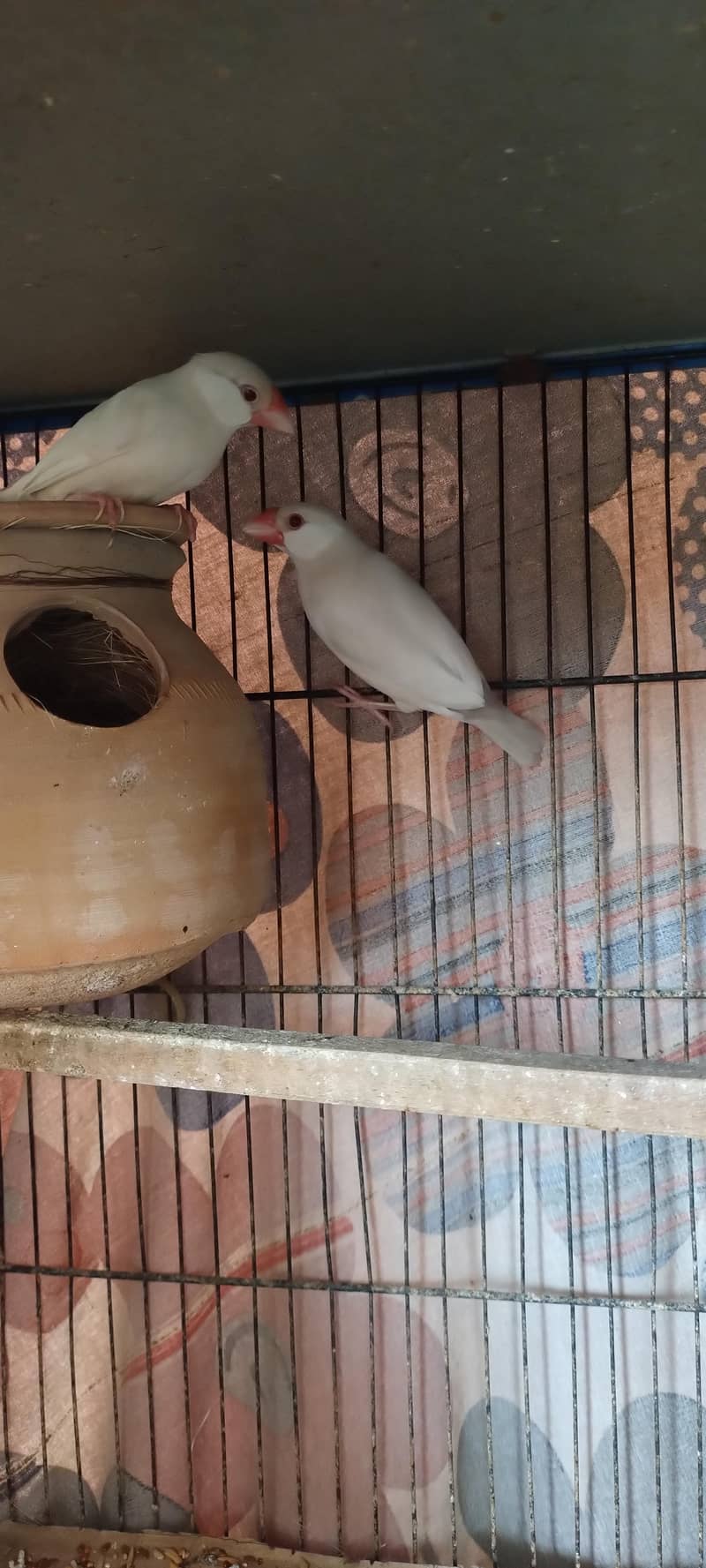 Fawan/Opal Java pairs 5