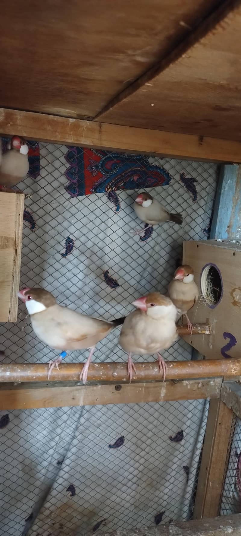 Fawan/Opal Java pairs 6