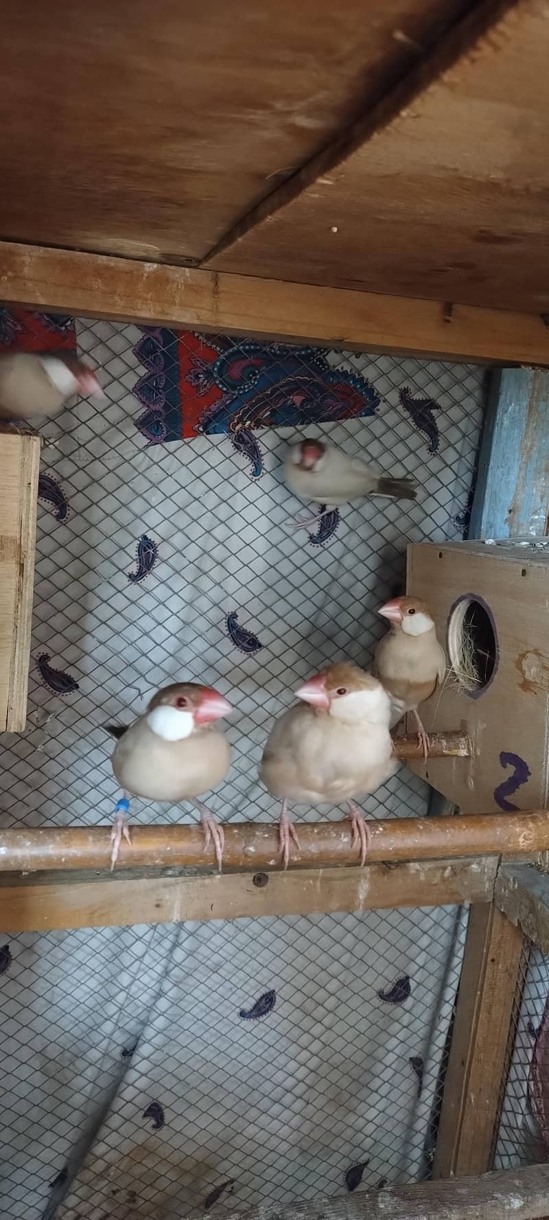 Fawan/Opal Java pairs 7