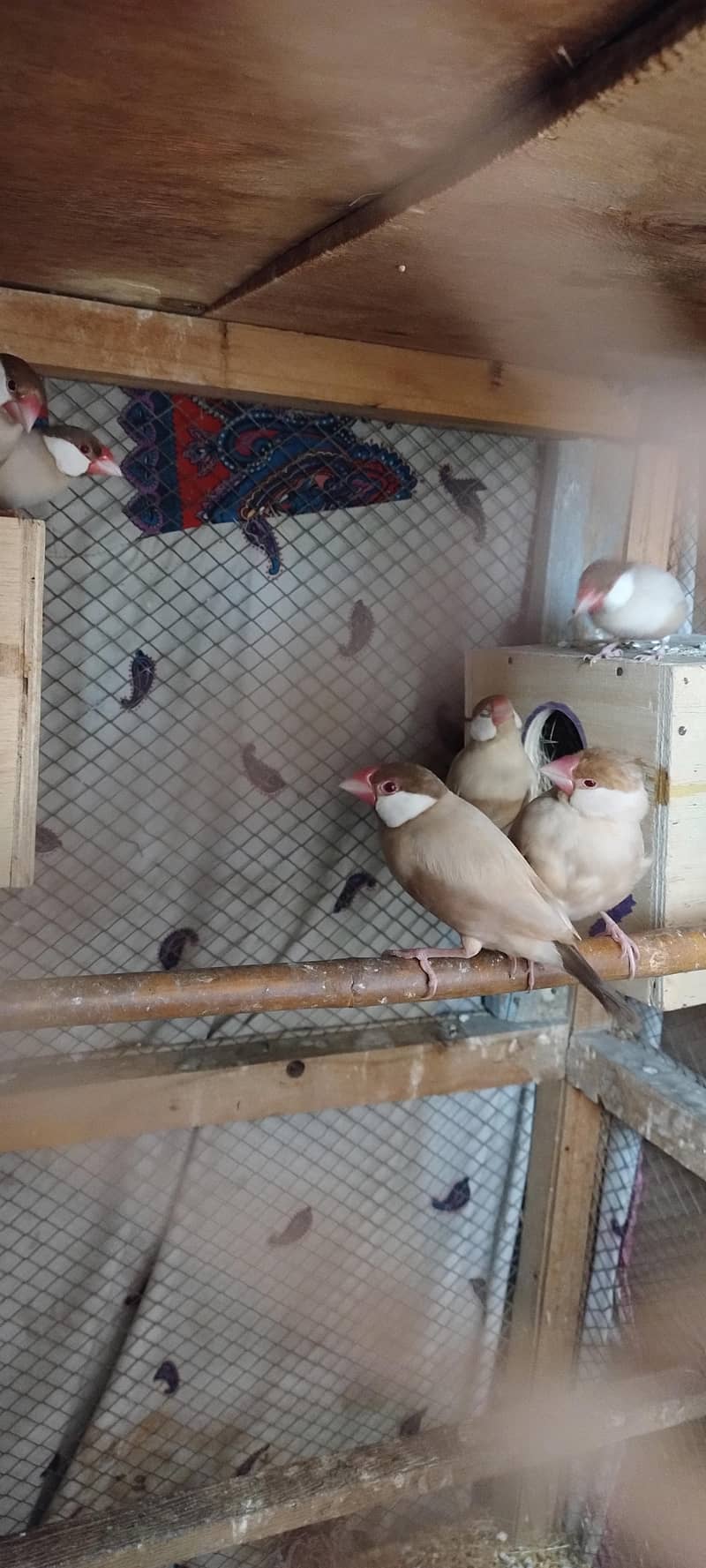 Fawan/Opal Java pairs 8