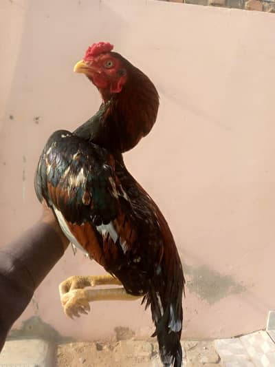 lakha patha for sale