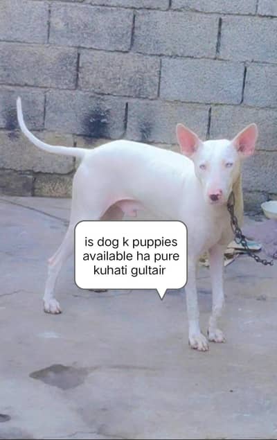 pure kuhati gultair puppies male female