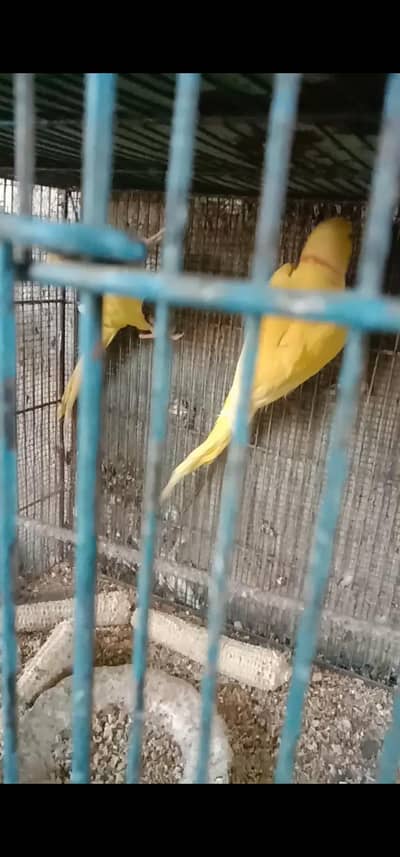 assalamu alaikum. yellow ringneck for sale. . haldi and active.