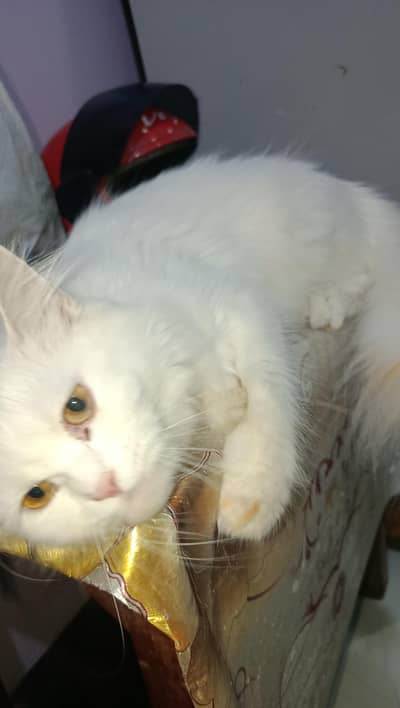 persian cat white and kittens