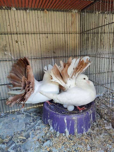English Fantail breeder pair