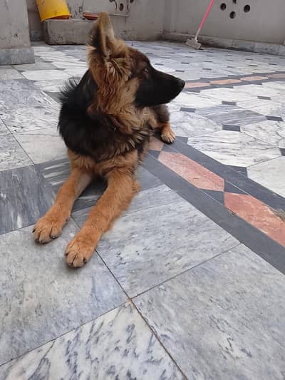BREED GERMAN SHEPHERD