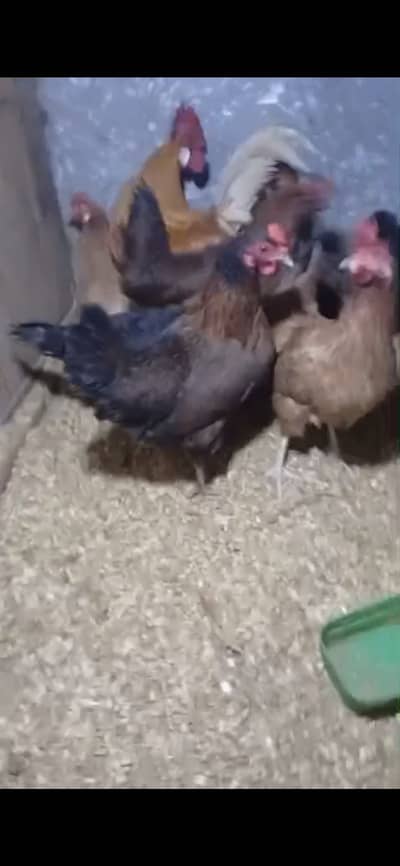 Desi Misri for Sale or Exchange