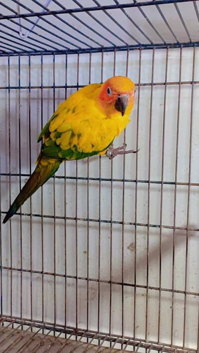 sun conure Breeder Male