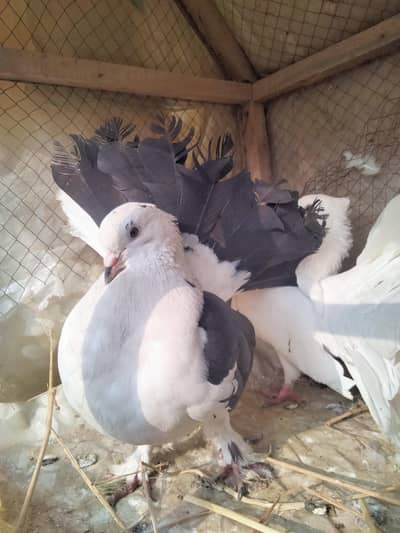 6 Faintail Pigeons Urgent Sell