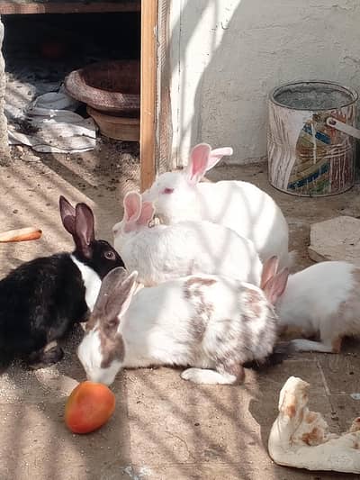 Rabbits & Eno cockatiel