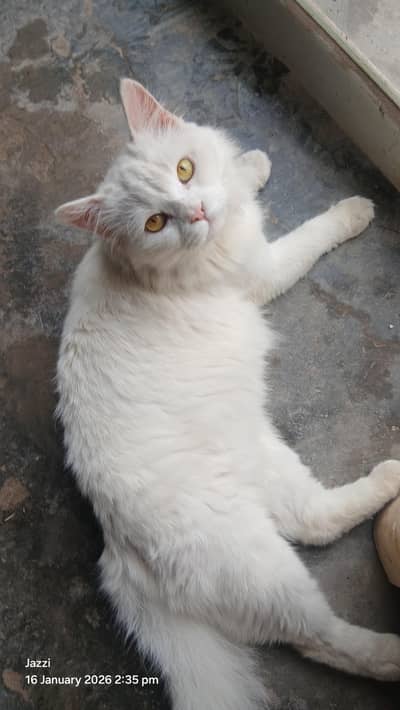 Pure White Persian Cat