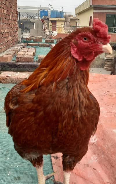 1 Aseel Murgha, 4 Aseel Murghiyan,