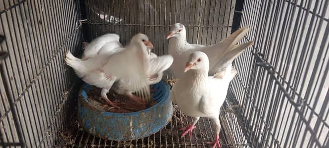 rascing pigeons pair with baby pigeon for sale